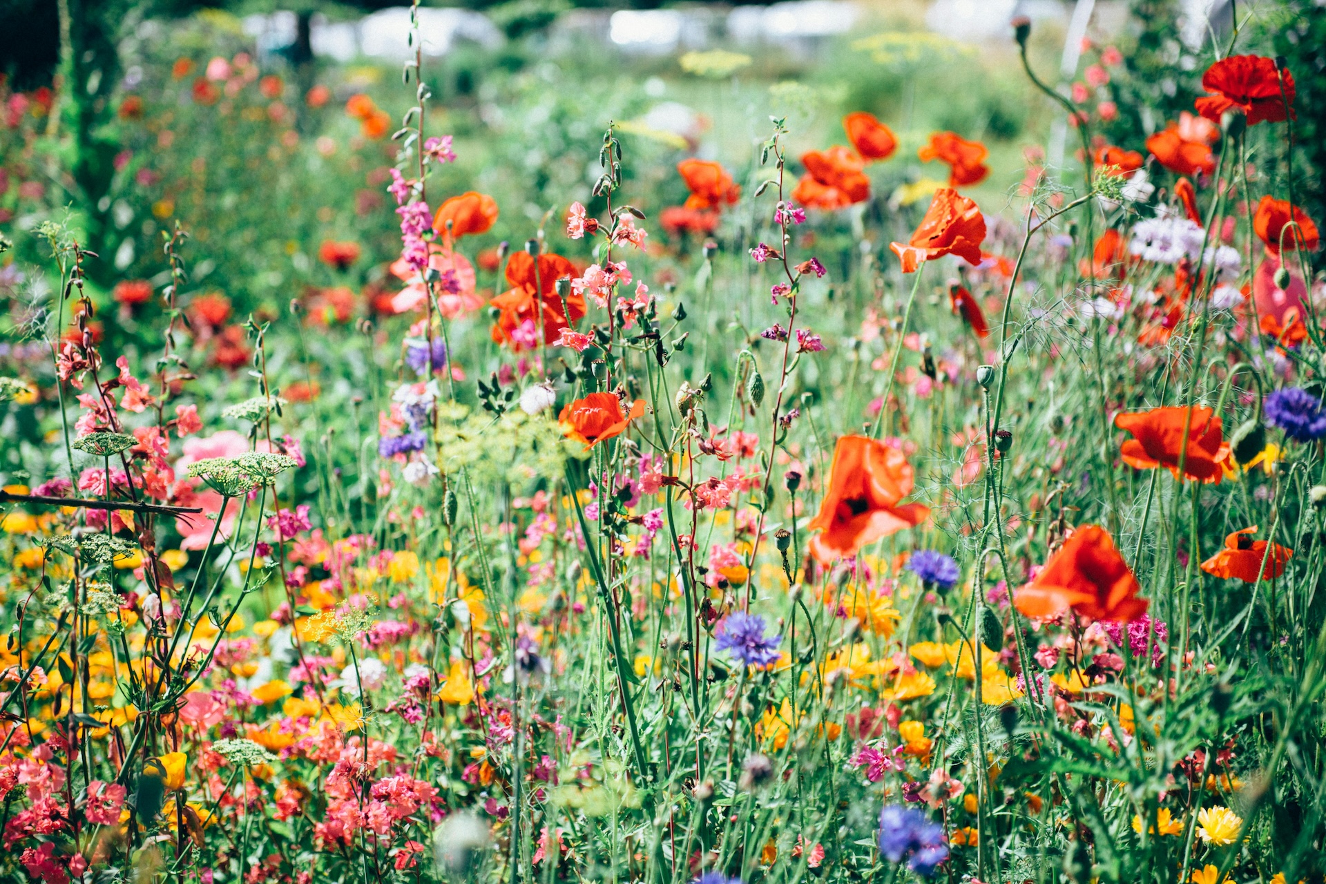 field of colorful flowers